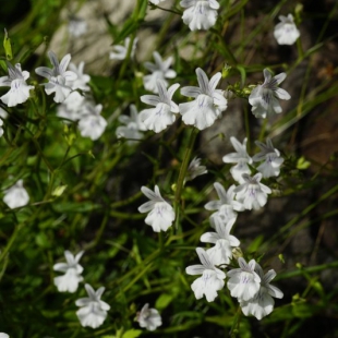 Nemesia sp